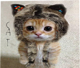 cat