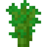 acacia_sapling