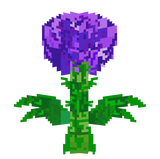 allium
