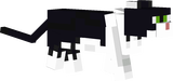 black and white cat