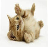 kitty cat