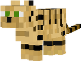light brown tabby