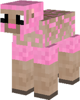 Cute Cady sheep