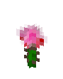 Pink Rose