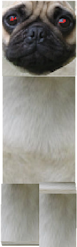 my dog
