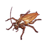cockroach