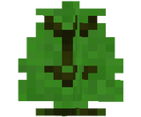 sapling oak