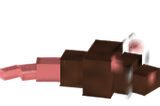Rato