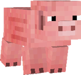 Normal pig