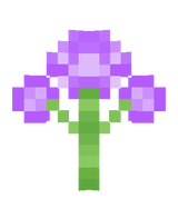 Allium vinn
