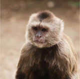 Baby Monkey goes Ooh ooh ahh ahh