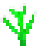 Fool's parsley