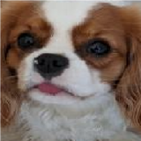 My dog <3