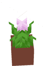 Real_Flower_Pot_Tulip_Pink