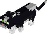 black cat