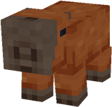 Capybara pig