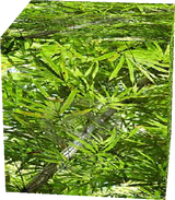 Realistic Jungle Leaves