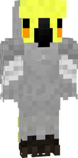 Grey Parrot