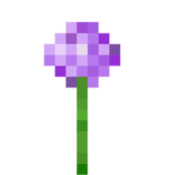 Allium