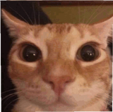 funny cat