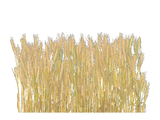 wheat_stage7