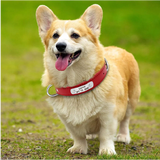 corgi