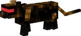 lazoe