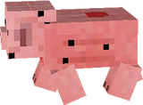Recently killed pig
