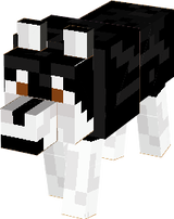 lobo com zoios bunitos