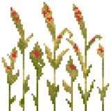 wheat_stage7