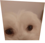 My dog totem txt