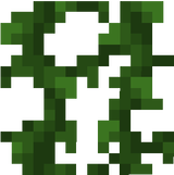 vine