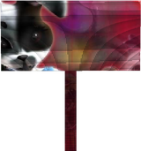 cccnaruto