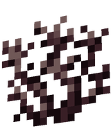 brain_coral
