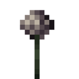 allium
