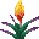 torchflower