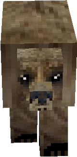 bear