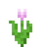 flower_tulip_pink