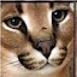 Hshd