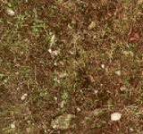 Stalker Grass1