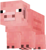 pig