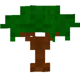 oak sapling