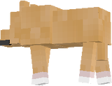 gus