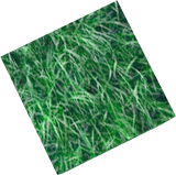 grass normal