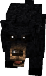 bear
