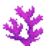 brain_coral