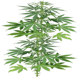 fern