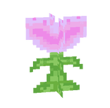 Pink Allium