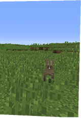 NEW PACK