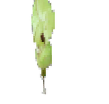 arum2